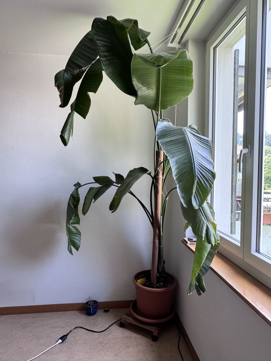 Piante & sementi: Riesige Strelitzia abzugeben – Usato da Winterthur venduto da nolieboli