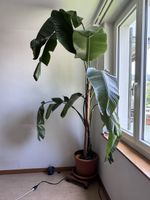 Riesige Strelitzia abzugeben