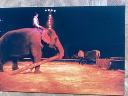 Circus Knie Foto 1999