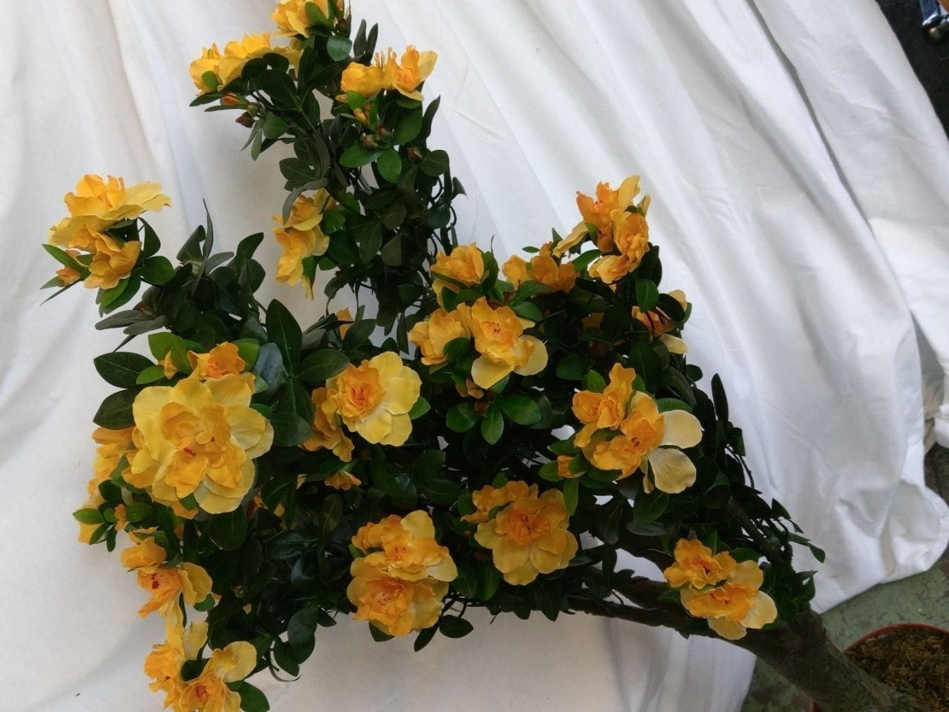 Piante & sementi: Künstliche Azalea im Topf 110cm – Nuovo (secondo la descrizione) da Däniken SO venduto da Profog1 4