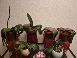 Lot de 6 belles orchidées Phalaenopsis prêtes à refleurir 🌸