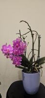 Orchidee Lila Topf frisch, blühend, pflegeleicht, ..