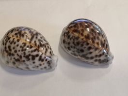 2x Vintage Tiger Kauri Shell Cypraea Tigris Muschel 7,5cm