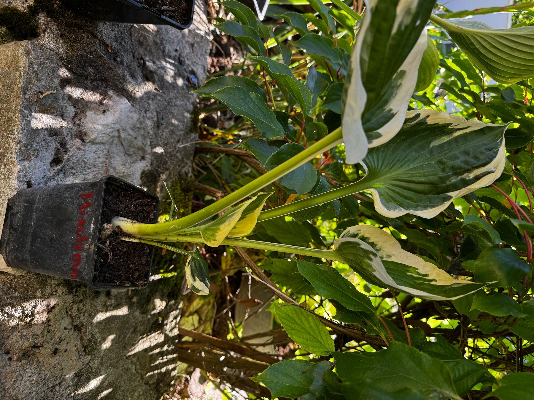 Piante & sementi: Hosta Minutemann – Usato da Lajoux JU venduto da Briard0