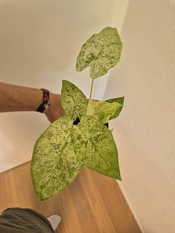 Pflanzen & Samen: Alocasia macrorrhiza splash – Gebraucht aus Bülach von Moritz_utzinger 1