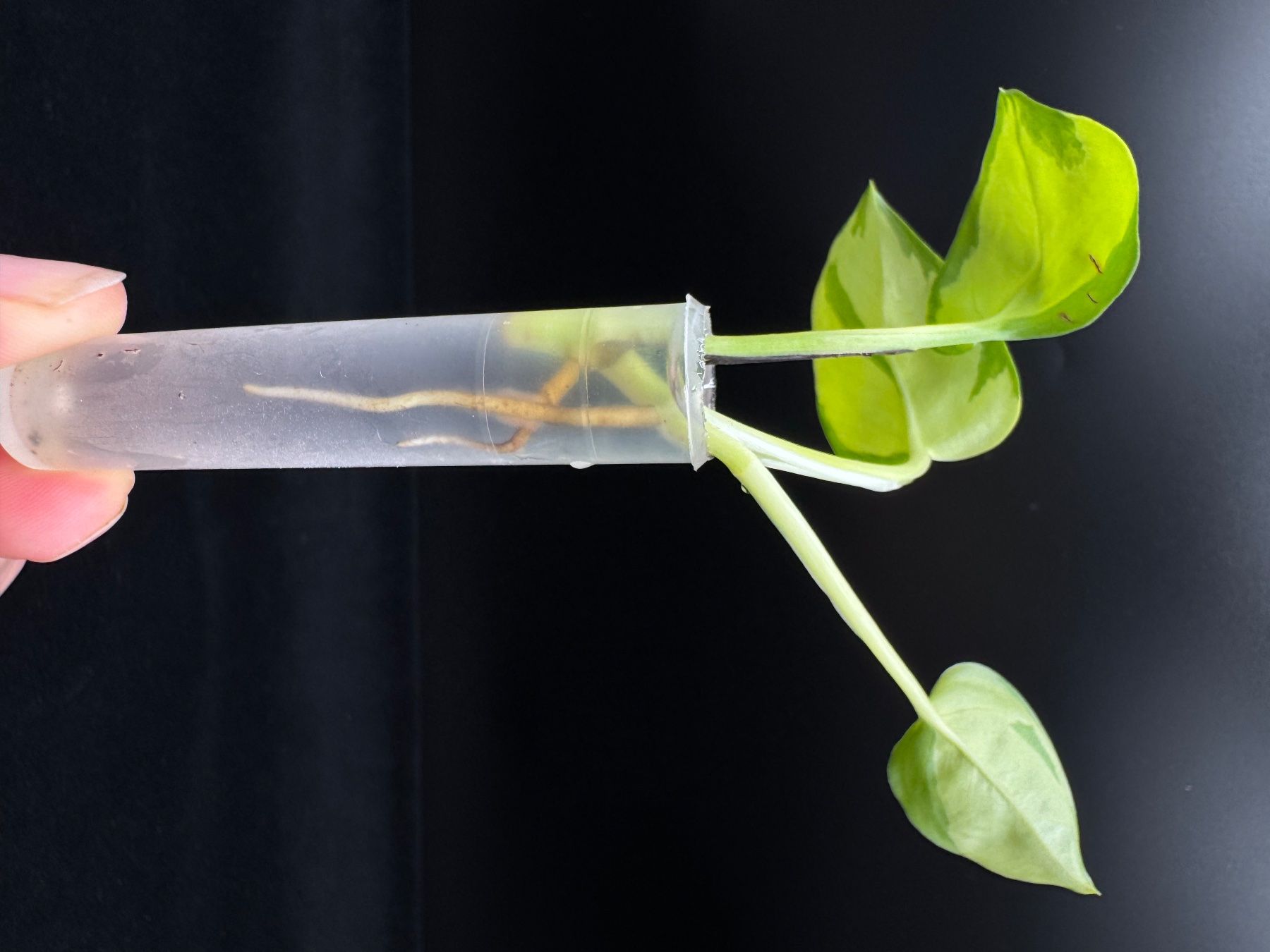 Piante & sementi: Epipremnum aureum 'Neon Joy' - Kopfsteckling – Nuovo (secondo la descrizione) da Bühler venduto da googelibear 2