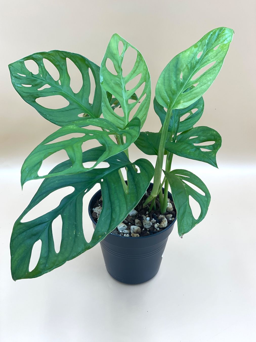 Pflanzen & Samen: Monstera Monkey Leaf – Neu (gemäss Beschreibung) aus Zürich von Leafscape