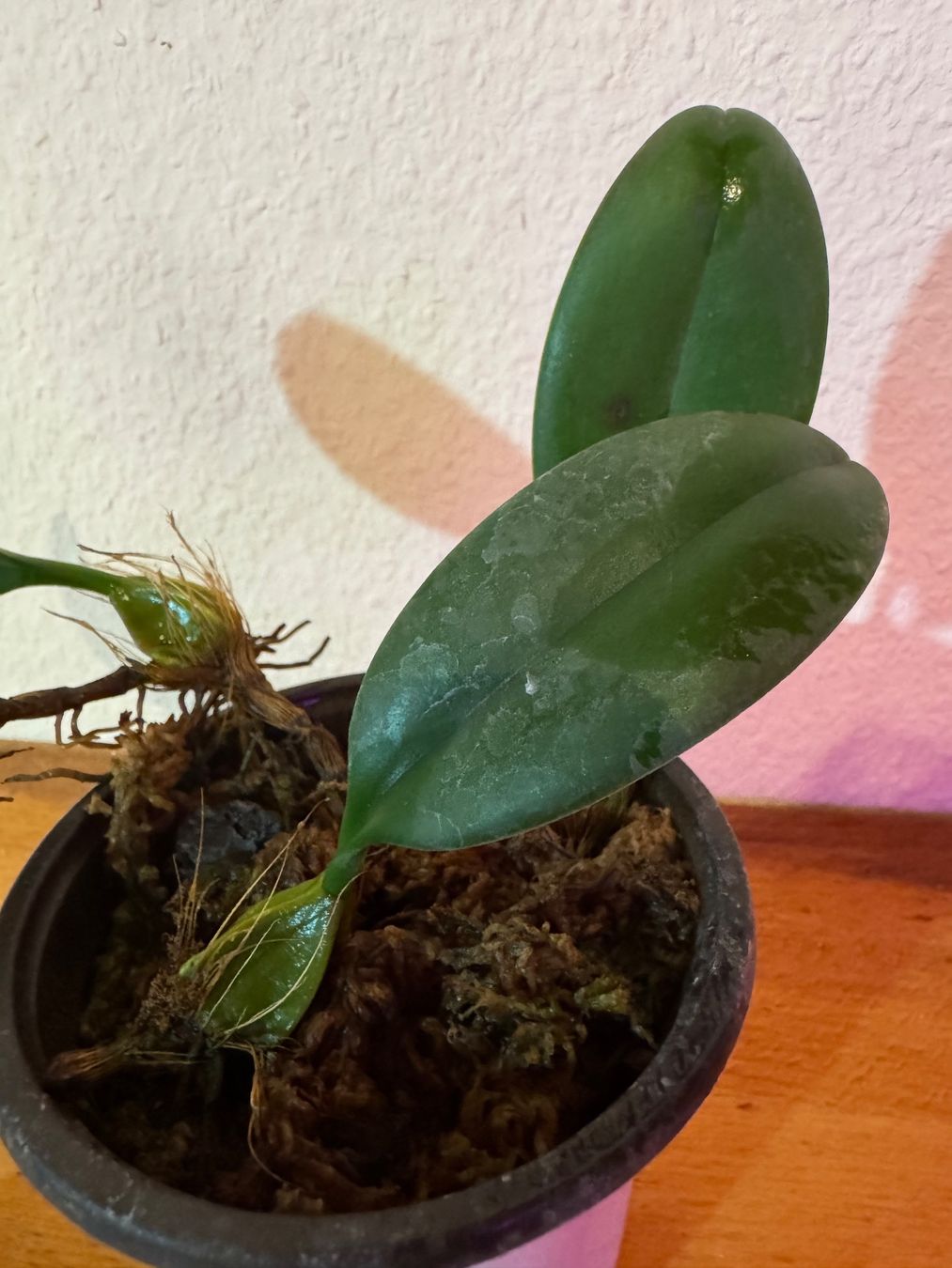 Plantes & graines: Bulbophyllum weberi – D'occasion à Männedorf par mrclst 3