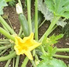 Piante & sementi: Zucchini, 5 Samen – Nuovo (secondo la descrizione) da Eschen venduto da Saemereien24 1