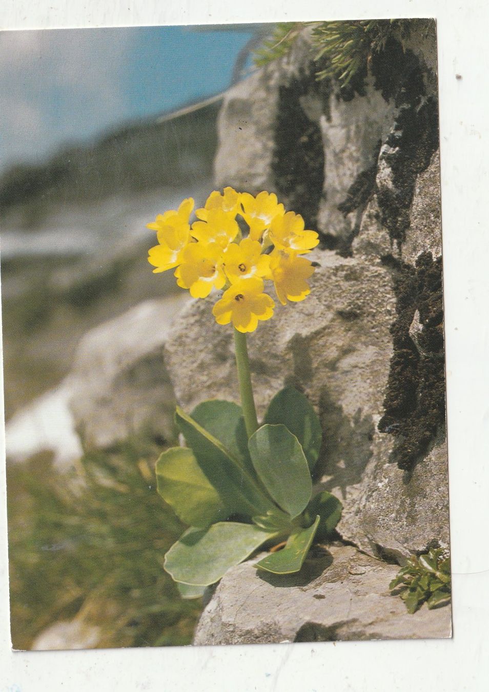 Cartoline postali: 10 Schöne Blumenkarten – Usato da Lumbrein venduto da made02 7
