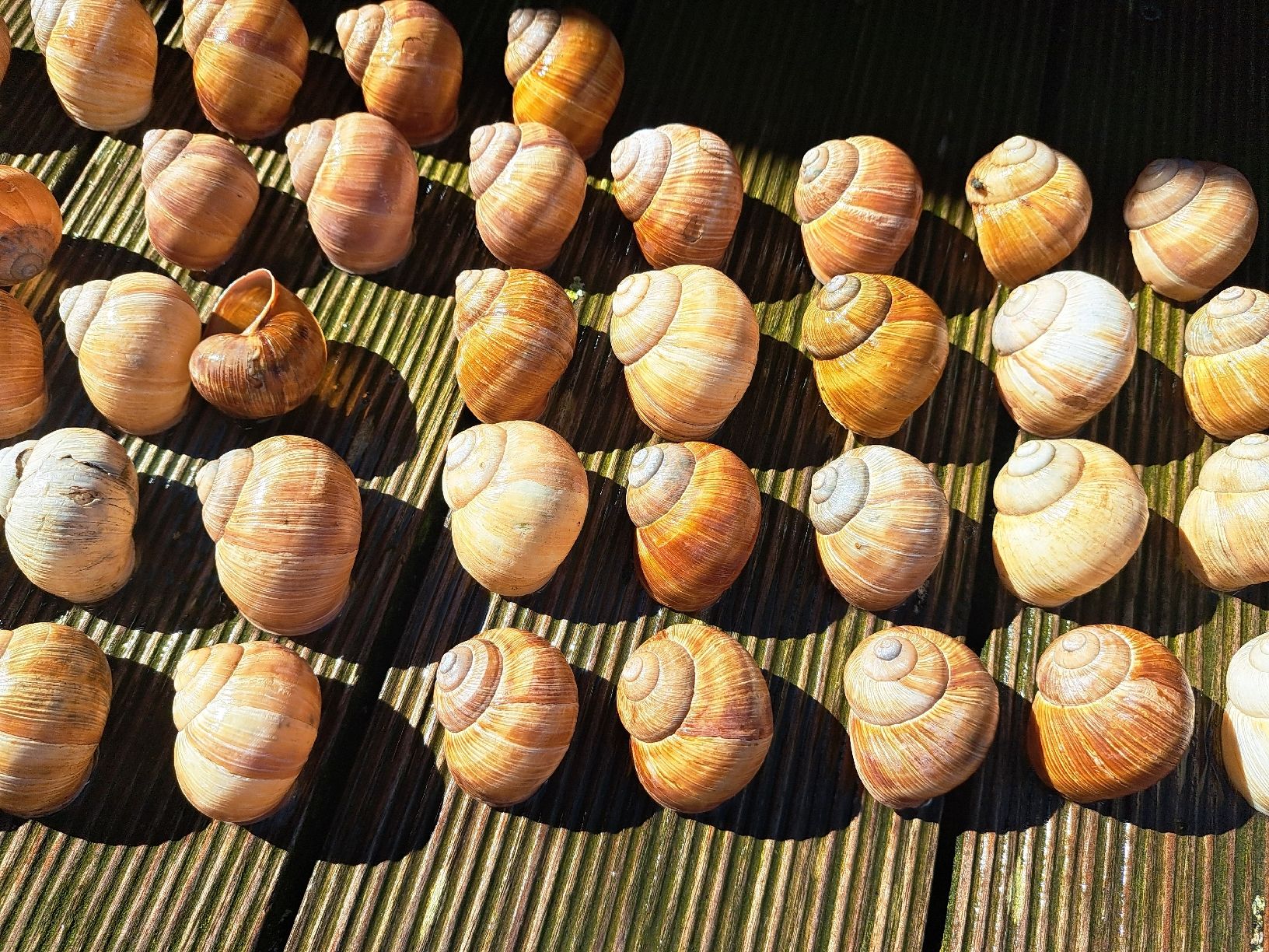 Alle Dekorationen: 45 echte,grosse Weinbergschneckenhäuser. – Gebraucht aus Ebnat-Kappel von Zurk 5