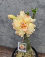Wüstenrose / Adenium Obesum veredelte Pflanze