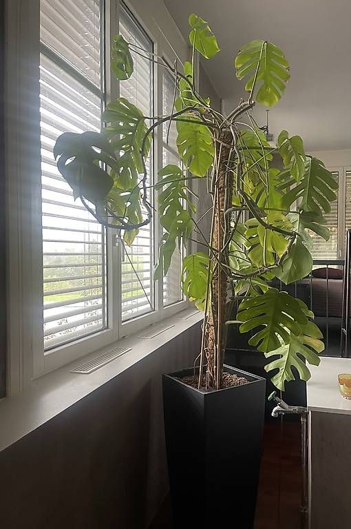 Piante & sementi: Große Monstera Pflanze  – Usato da Lütisburg Station venduto da ilo_w8vk