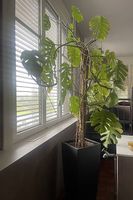 Große Monstera Pflanze 