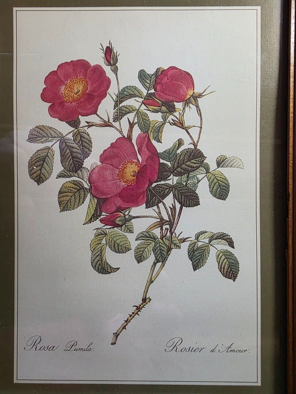 Poster & Bilder: 2 schöne Blumen Bilder Rosen – Gebraucht aus Walterswil BE von Lonitti 3