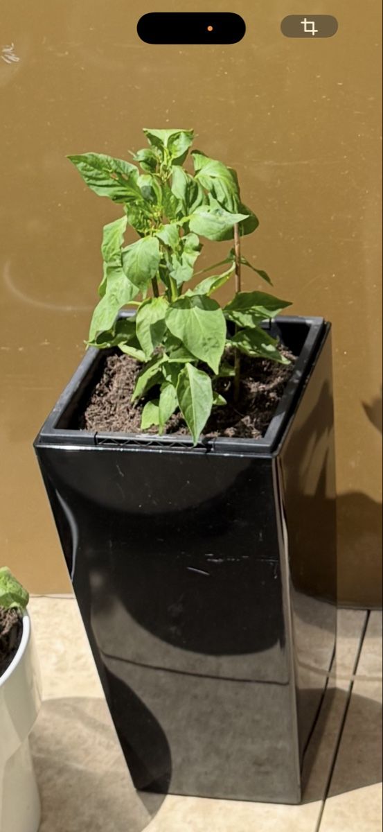 Blumentöpfe: Blumentop  – Gebraucht aus Rupperswil von ConradD