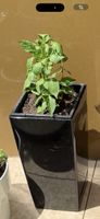 Blumentop 