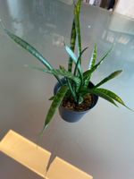 Sansevieria 'Friends'