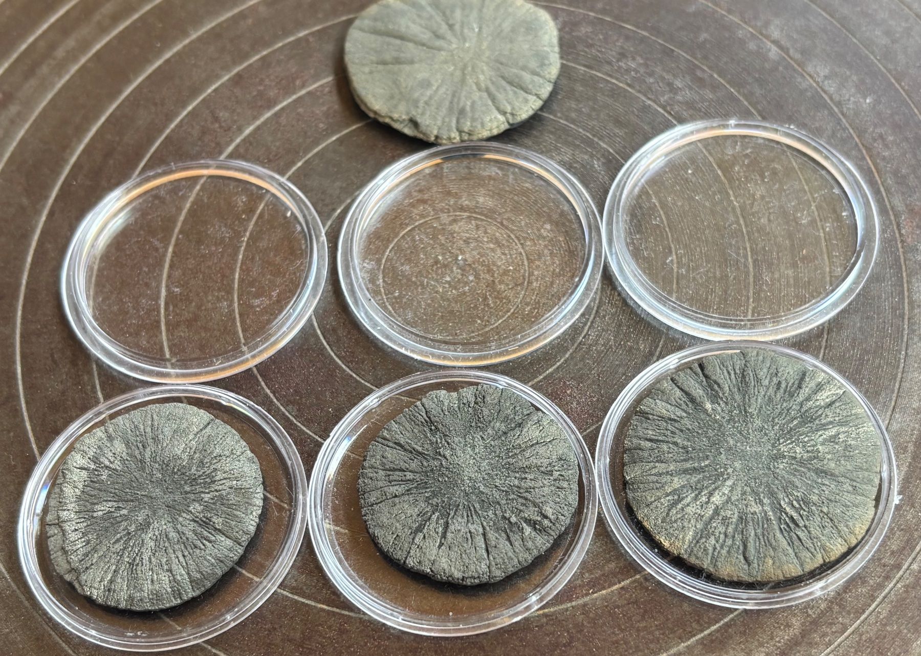 Fossilien: Fossilien Pyritsonnen 4 Stück – Gebraucht aus Lüchingen von Eeizo 3