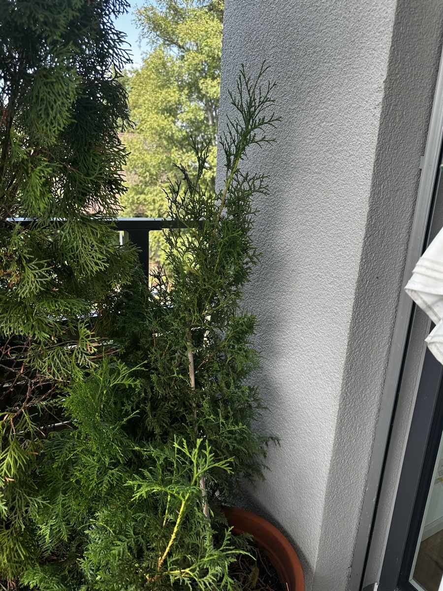Plantes & graines: Two Thuja occidentalis (American arborvitae) – D'occasion à Einsiedeln par JJenterprise 2