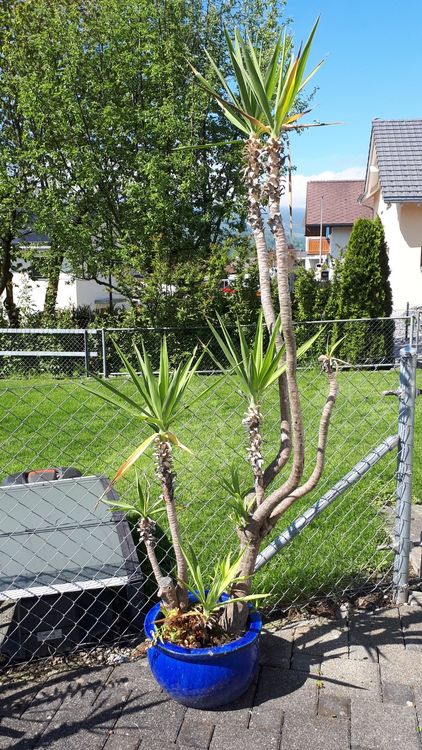 Yucca Pflanze Kaufen auf Ricardo