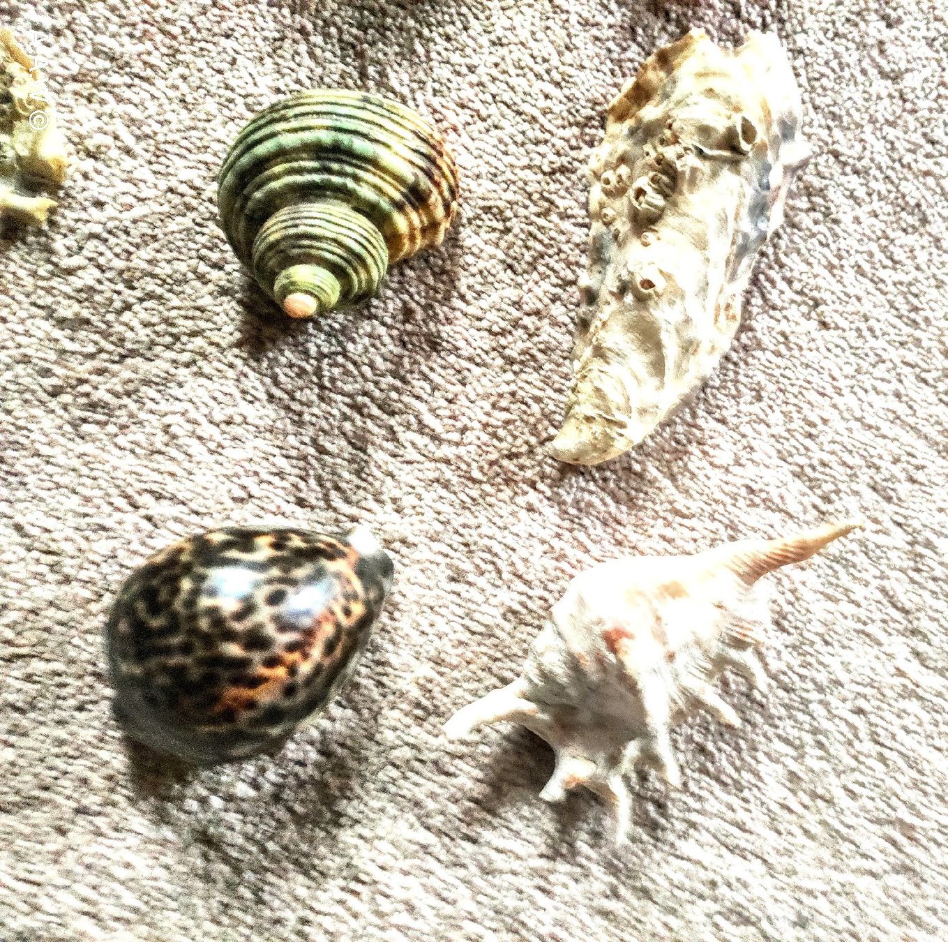Tutte le decorazioni: MUSCHELN - DIVERS - 9 STÜCK !!! – Nuovo (secondo la descrizione) da DEGERSHEIM venduto da LACHSSTATION 1