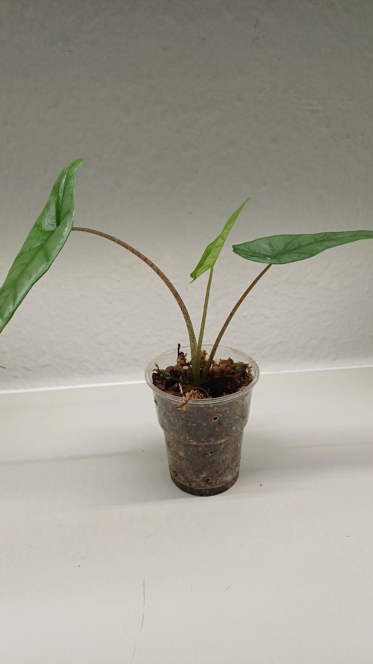 Plantes & graines: Alicasia – D'occasion à Bern par uwi_8t7x 2