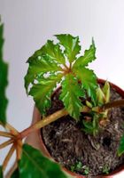 Begonia carolineifolia - Palmenbegonie