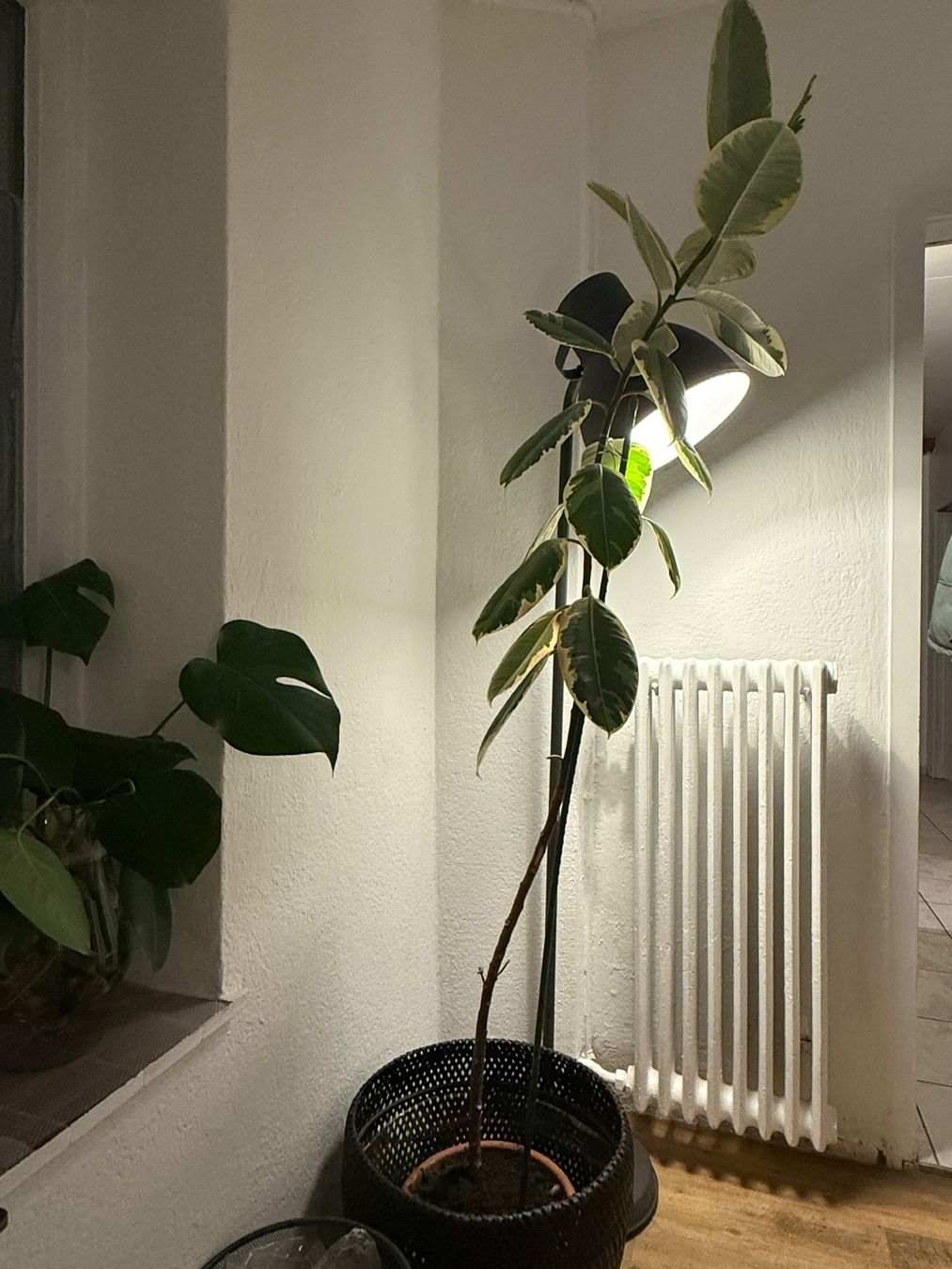 Piante & sementi: Zimmerpflanzen – Usato da Bern venduto da mystyle_bern 2