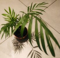 Zierpflanze Zimmer Pflanze 30 cm ↕️ “CHAMAEDORIA ELEGANS” 🍃