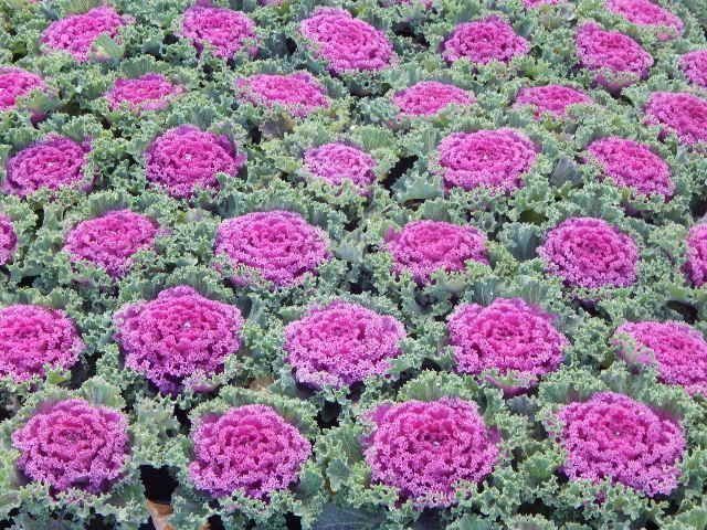 Piante & sementi: 15 Samen Ornamentalkohl Pink Kamome – Nuovo (secondo la descrizione) da Ehrendingen venduto da VerveinaSamen 4