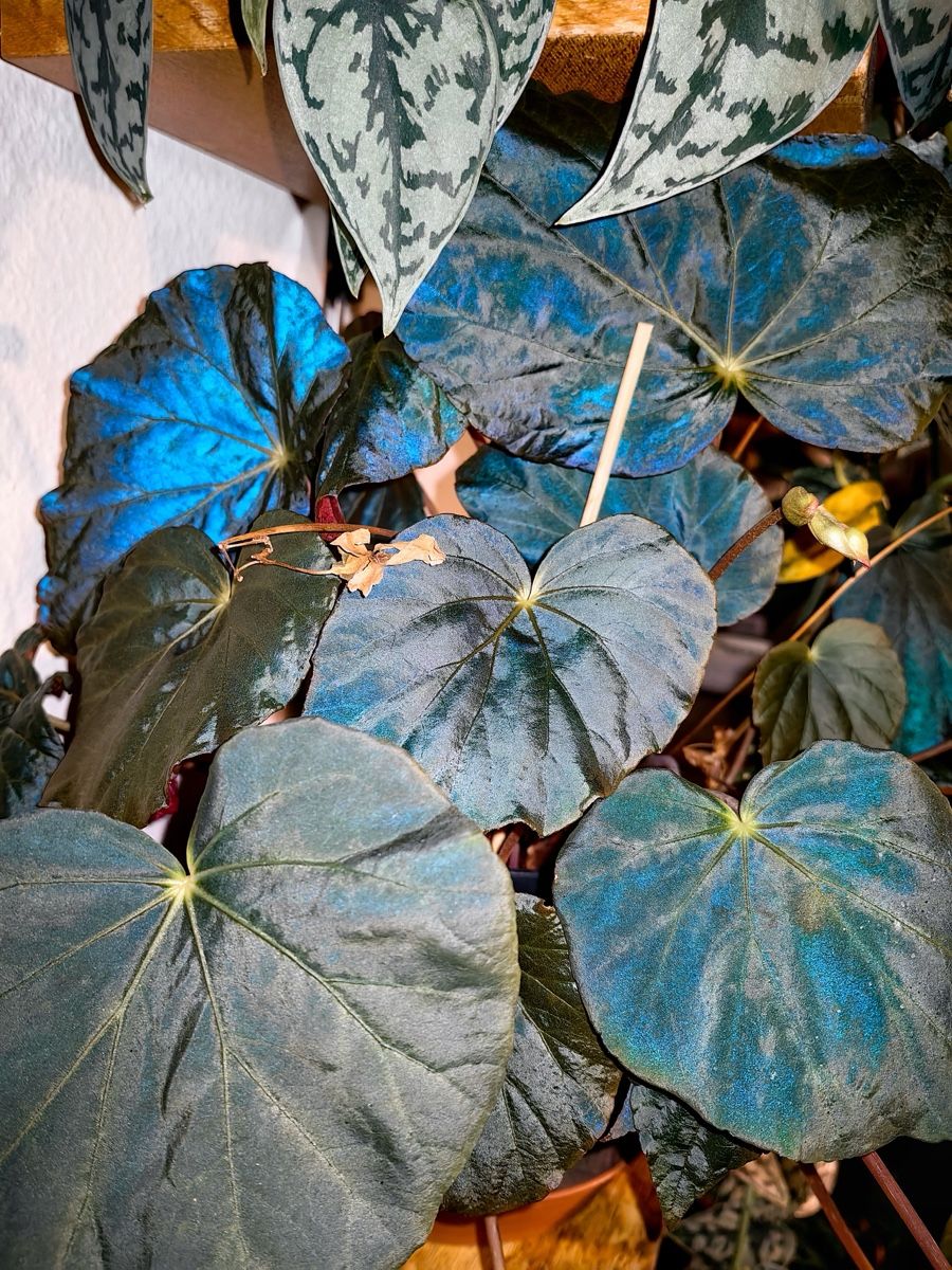 Piante & sementi: Begonia Pavonina – Nuovo (secondo la descrizione) da Bern venduto da Lucas_Ma 5