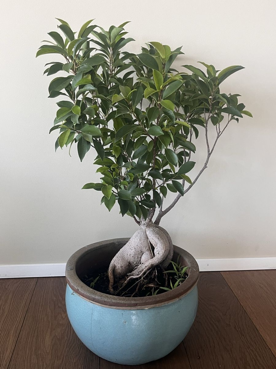 Piante & sementi: Wunderschöner Ficus im Steinguttopf – Usato da Zürich venduto da Nat_Ascha