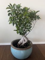Wunderschöner Ficus im Steinguttopf