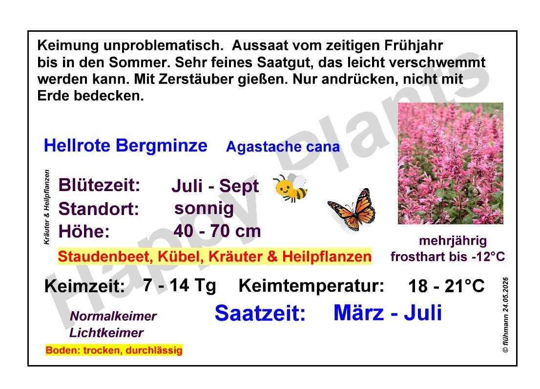 Pflanzen & Samen: Hellrote Bergminze - Agastache cana - 50 Samen – Neu und originalverpackt aus Sumiswald von Cham14558 2
