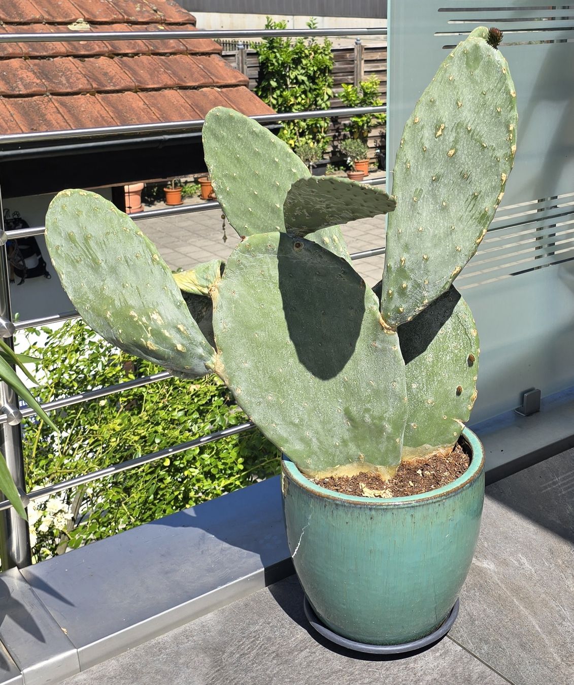 Piante & sementi: Opuntia Indica mit Topf   – Nuovo (secondo la descrizione) da Aarburg venduto da popkorn65