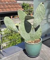 Opuntia Indica mit Topf  