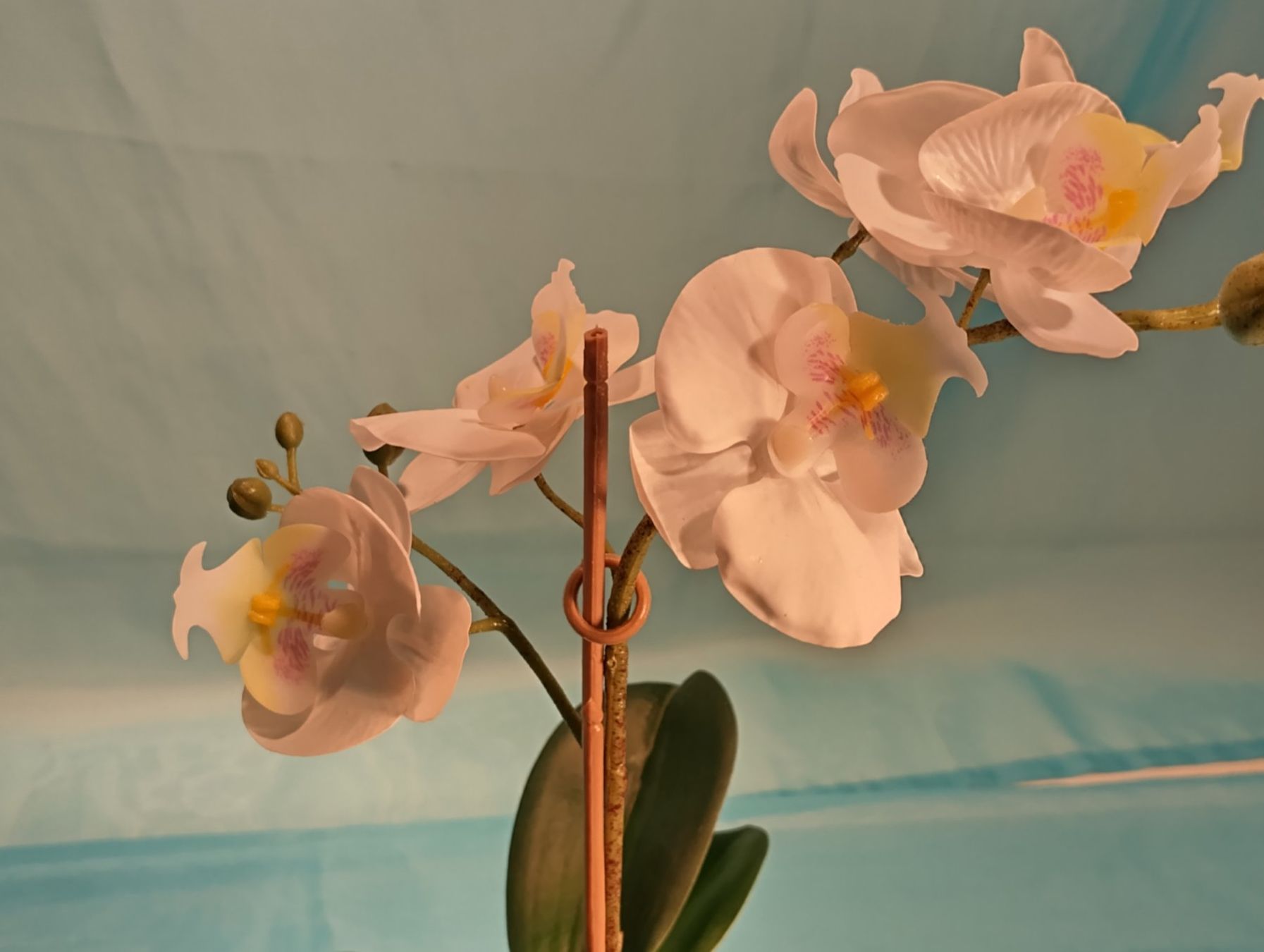 Pflanzen & Samen: Weisse Phalaenopsis im Topf, H: 32cm, Ikea – Neu (gemäss Beschreibung) aus Bellach von JingleCherry 1