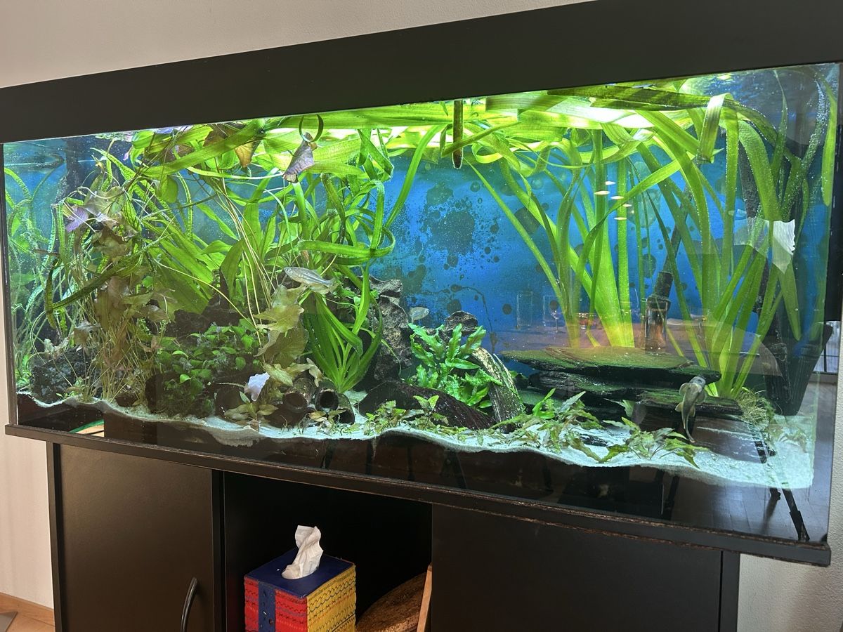 Acquari: Juwel 240 Aquarium komplett – Usato da Langnau am Albis venduto da rotsch72 1