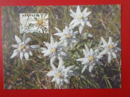 Maximumkarte MK 20.9.2001 Singapur-Schweiz BLUMEN Edelweiss