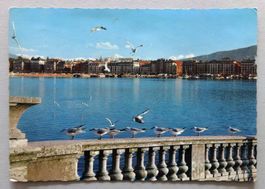 Genève - Mouettes dans la rade en hiver