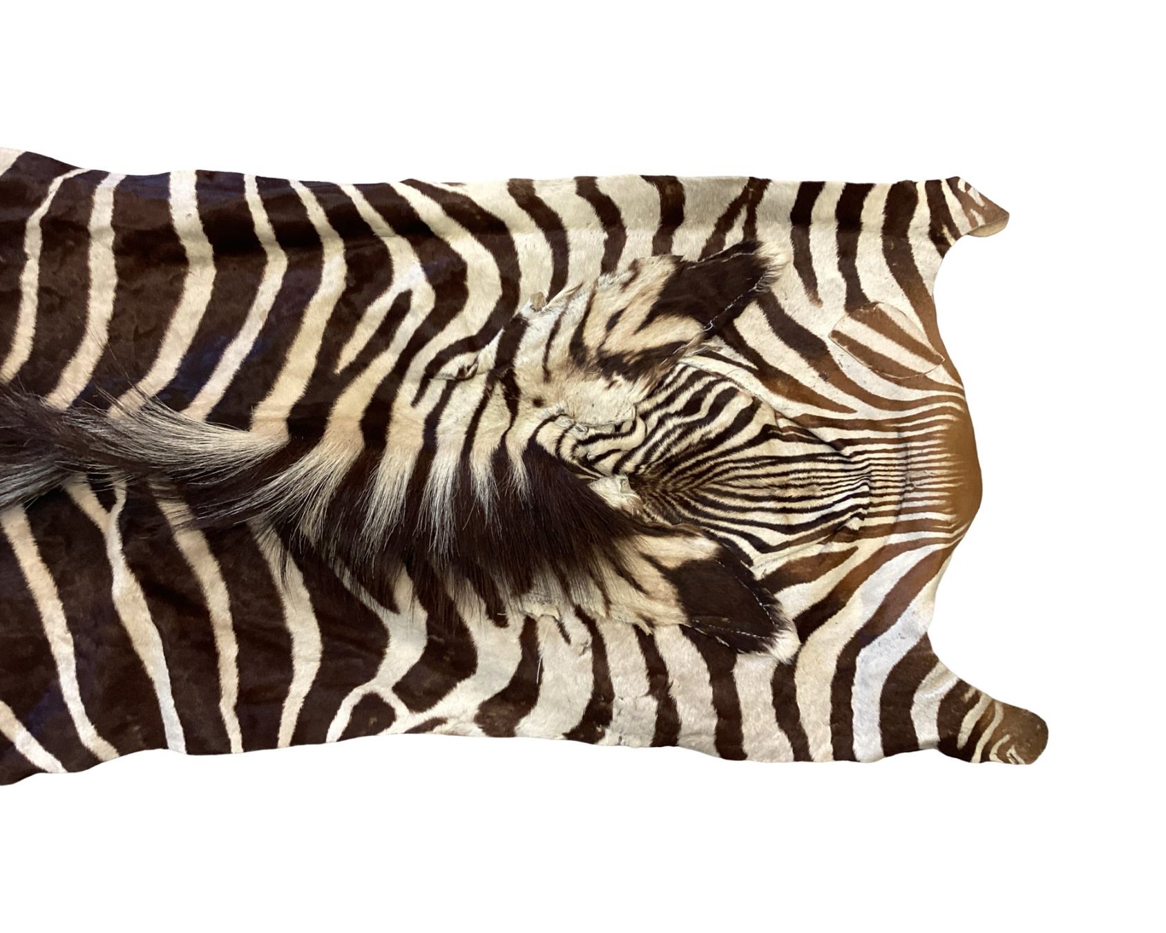 Il mondo degli animali: Echtes Hartmann Zebrafell mit Mähne – Usato da Zürich venduto da Restwert_Zuerich 4