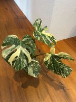 Monstera Thai Constellation💚