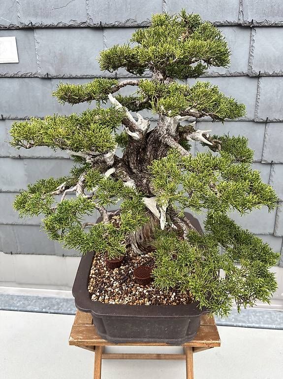 Piante & sementi: Itoigawa wacholer bonsai – Usato da Herisau venduto da men_9hwl 1