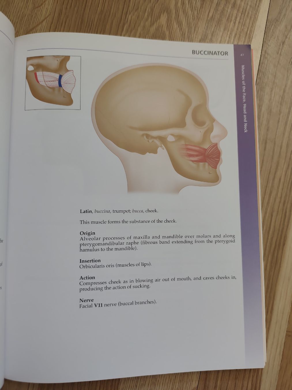 Bücher: Buch: " The concise book of Muscles" – Gebraucht aus Adliswil von Rlila 1