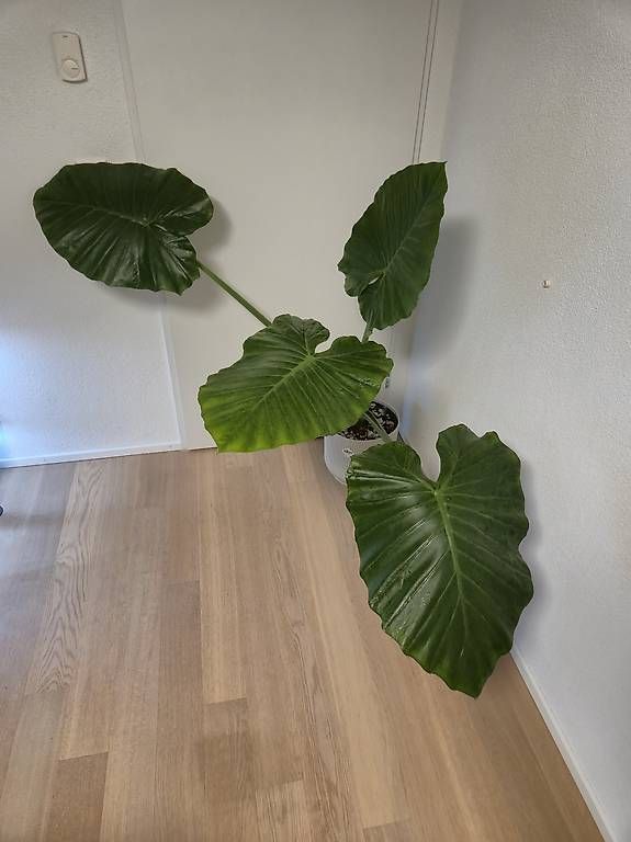 Pflanzen & Samen: Alocasia Macrorrhiza Ableger  – Gebraucht aus Bülach von Moritz_utzinger