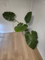 Alocasia Macrorrhiza Ableger 