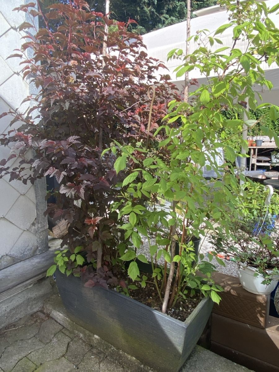 Pflanzen & Samen: Garten – Gebraucht aus Krummenau von Schmudel 1