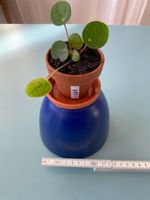 Pilea , Geldbaum Baby, Dollarpflanze