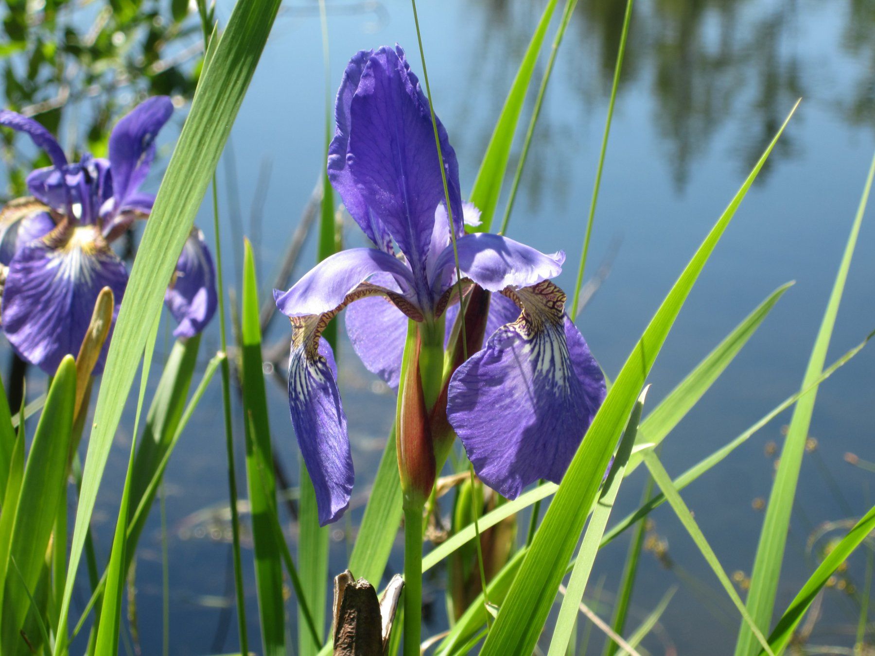 Piante & sementi: Iris, blau blühend aus Biogarten – Usato da Aeugst am Albis venduto da ro97se 1